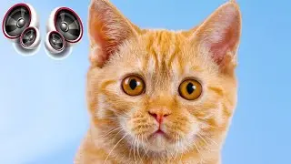 Cats - Sound Effect High Definition Free | Copyright free Music and Sound effects for YouTube video