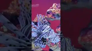 amazing fish 😳#shorts #viralshorts #fish #fishing #fishingvideo #fishcutting #tiktok