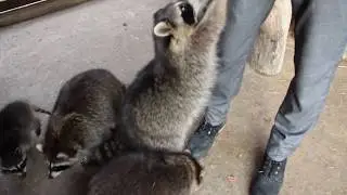Енотики и Мимимишность