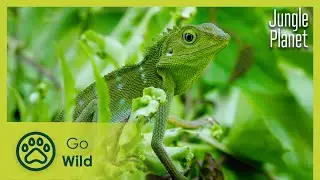 Life Awakens | Jungle Planet 1/26 | Go Wild