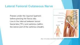 Anatomy 4 (Nerves of the lower extremity)