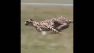 СПРИНТЕР ОХОТНИК