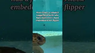Loggerhead Turtle Rescue in Florida