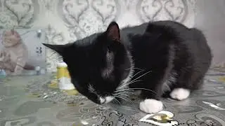 Наш Мурзик ест би-курунгу.   Часть 2 💙💙💙