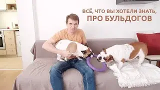 Про бульдогов и людей