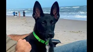 Puppy Energy Belgian Malinois - At the Beach