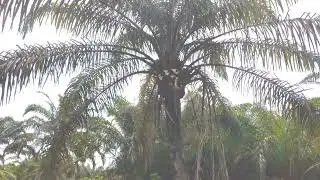Kebun Sawit || prunning