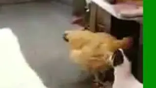 Шустрый пёс