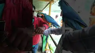 Indore Zoo Birds Van Bihar #Zoo #Indore #Birds #TravelsTalk #Shorts