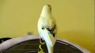 Rainbow the Tame parakeet 2