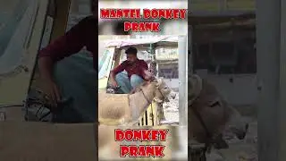 Donkey Prank🔥🔥🔥
