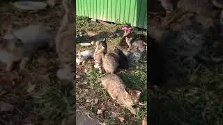 8 сентября 2018 г.