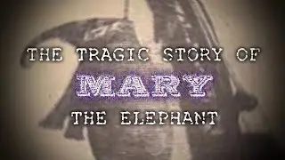 The Tragic Story of Mary the Elephant