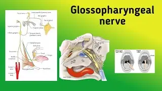 Glossopharyngeal Nerve || Cranial Nerve 9, Course, Gag Reflex, Nerve Lesion