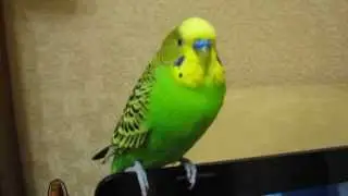 Bird | Budgie on top of the laptop