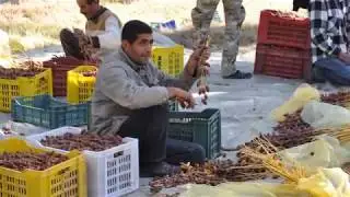 Как собирают финики