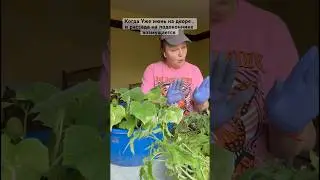 Боль каждого садовника