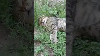 #Жара,  #жара ☀☀ ☀