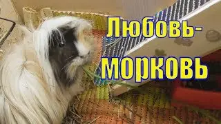 Морские свинки и ботва/ Любовь - Морковь