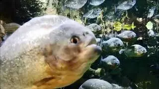 В гостях у пираний. Будни аквариумиста. Москвариум. Visiting piranhas. Weekday of aquarist.
