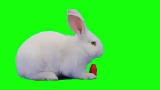 Green Screen Rabbit Eat Carrot  - HD