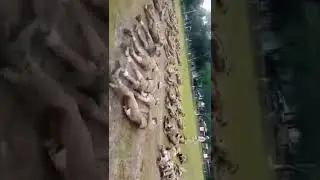 Assam police training