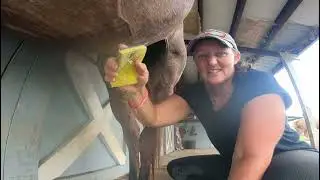 5 minutes or less on how to clean your geldings sheath.