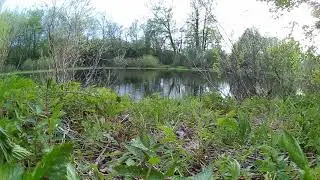 Селезень подплыл к виброутке