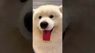 A dog that always smiles... even when he's rolling in the mud 😅🐾 