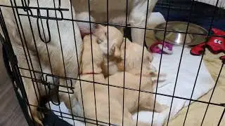 Puppies are watched by Dad dog untill Mom dog comes to the rescue to feed them