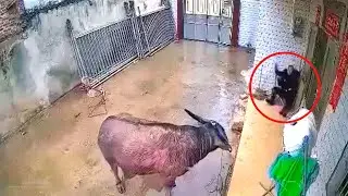 Live Cow Attacks On Man Caught On Camera (2021) 