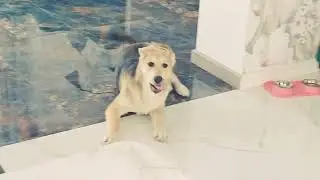 Наша Феечка! Как  их можно не любить?)