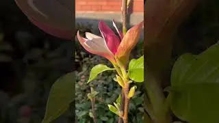 Магнолия Сенсация 🔝🔝🔝Невероятная 🩷💛💚