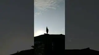Чёрный аист.