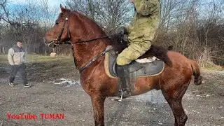 2024 г ,Рынок Лошадей Чечня в Урус Мартане