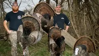 3 Head Chop turkey kills in Kansas 2016 all at under 5 yards -  Magnus Bullheads, DSDecoys