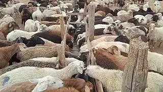 Как мы поем овец водой | Овцы на колодце | Жизнь на Марсе