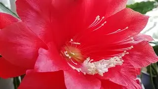 ЦВЕТЁТ любимчик ЭПИФИЛЛУМ! 12.06.23 //#Epiphyllum