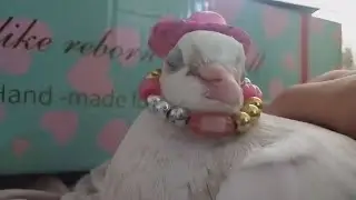 Курочка милашка и Индаут симпатяшка.