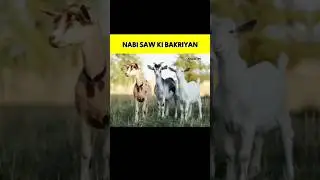 Nabi SAW ki bakriyan🐐 | Abuzar_99
