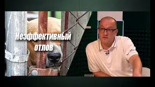 Как обезопасить людей от бродячих собак?