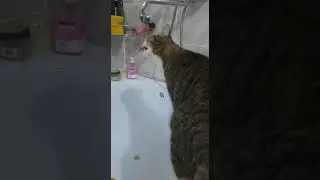 Cat - Cet - kot cute