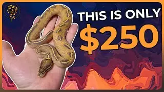 You can Buy these Ball Pythons for $250 OR LESS!!!