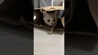 Surprising Strangers with Funny Pranks! (까꿍)