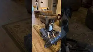 Marvin, Great Dane coming off anesthesia.  What to expect. #rescuedog #surgeryrecovery #cancer