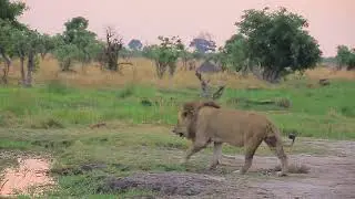 This Lion Has Some Serious Muscle