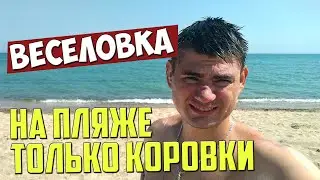 Veselovka 2021: super beach and invasion of ladybugs from Anapa!