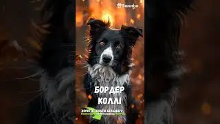 #Shorts 💫 Топ10 Порід Собак Терапевтів для Ветеранів 💫 Каністерапія 💫