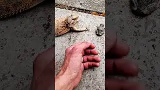 Bearded Dragon FRIENDS with TREE FROG ?🐸? | #stayrad #reptiles  @ChuckNorrizBeardedDragons