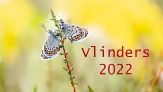 Vlinders 2022 - Zilveren maan en Heideblauwtje